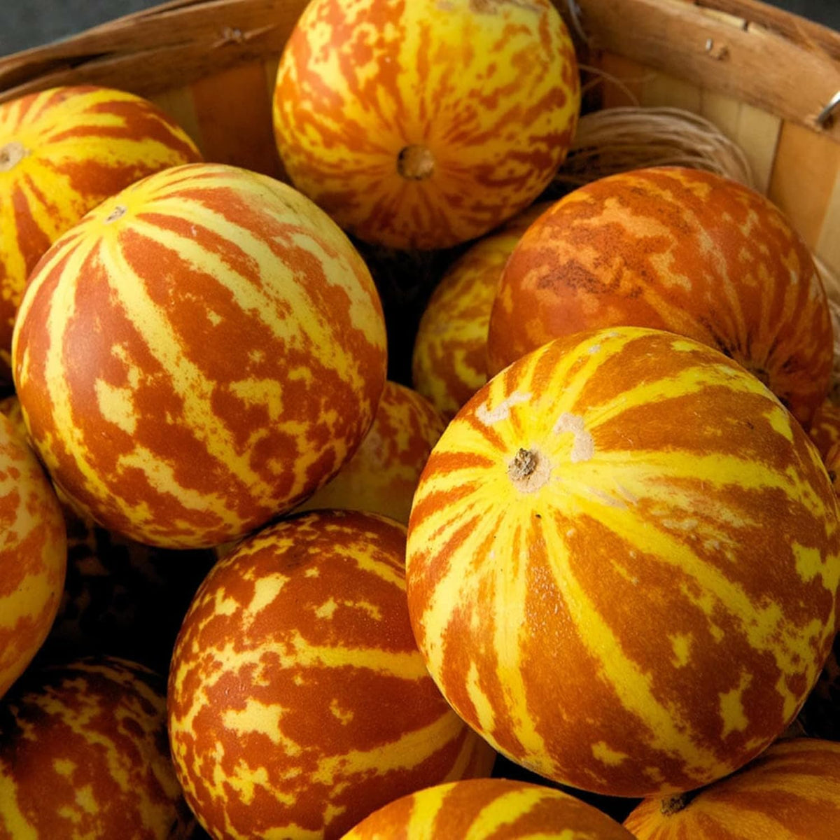 BuggyBeds Tigger Melon seeds pack ideal for home garden planting.