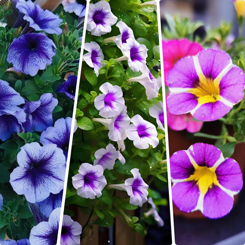 BuggyBeds trailing petunias create a vibrant color display in containers