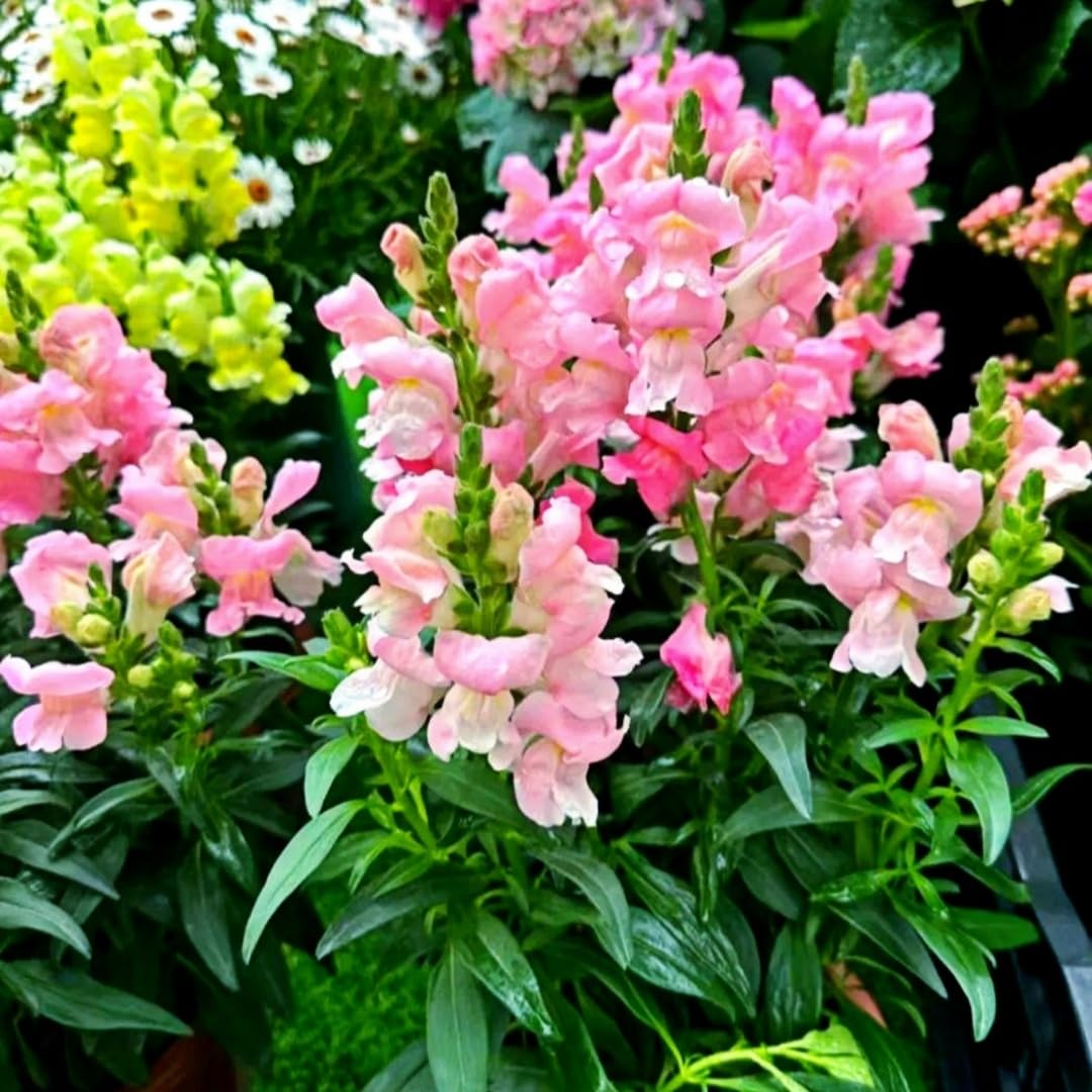 BuggyBeds easy-to-grow seeds offer vibrant blooms with proper sunlight and watering.