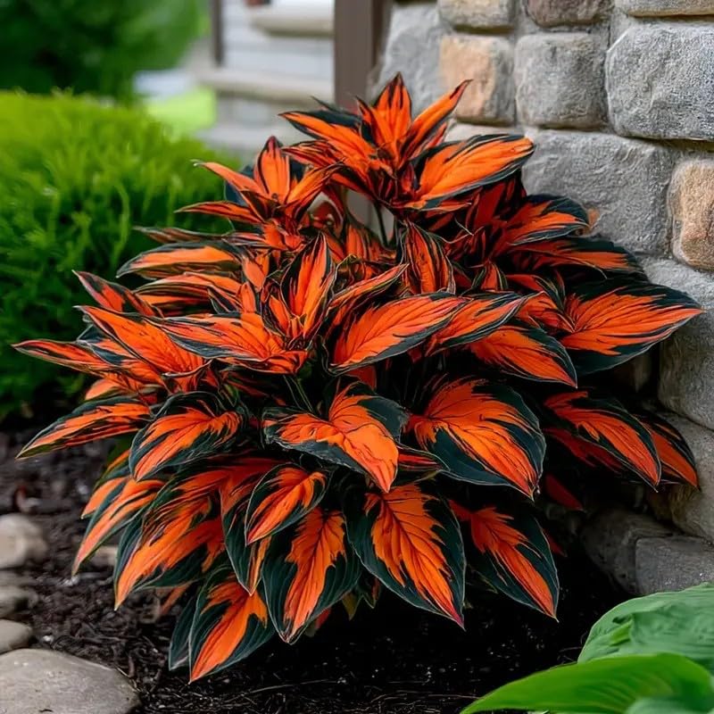 BuggyBeds varied-leaf hosta portrait emphasizes leaf shapes and color tones.