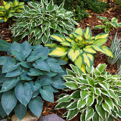 BuggyBeds Variegated Hosta leaves frame borders with lush color in shade beds.
