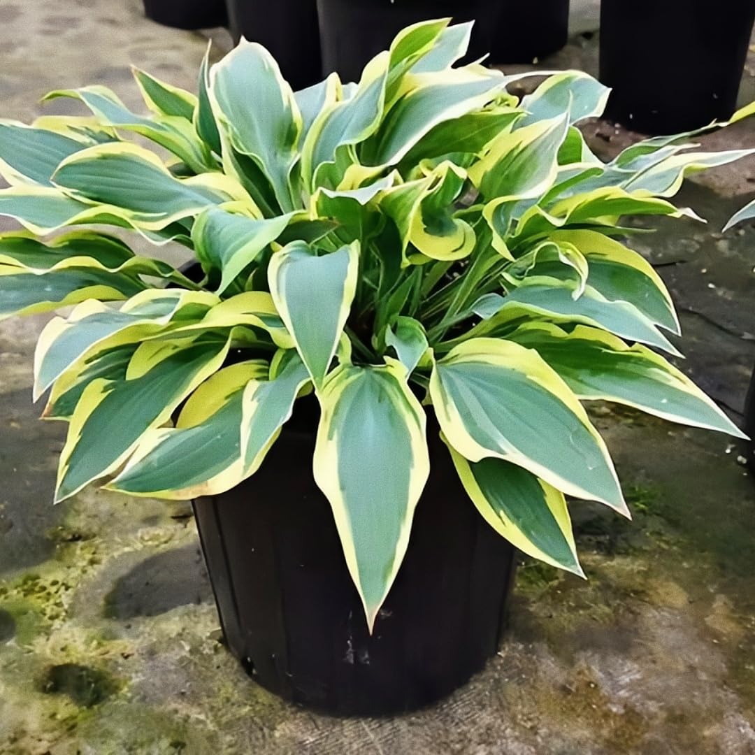BuggyBeds Variegated Hosta seeds in pots demonstrate versatile foliage for container gardens.