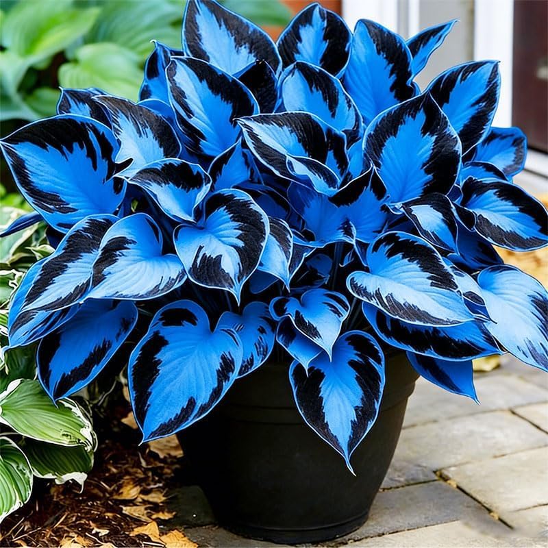 BuggyBeds Variegated Hosta seeds close-up highlights bold color contrasts for under-canopy spaces.