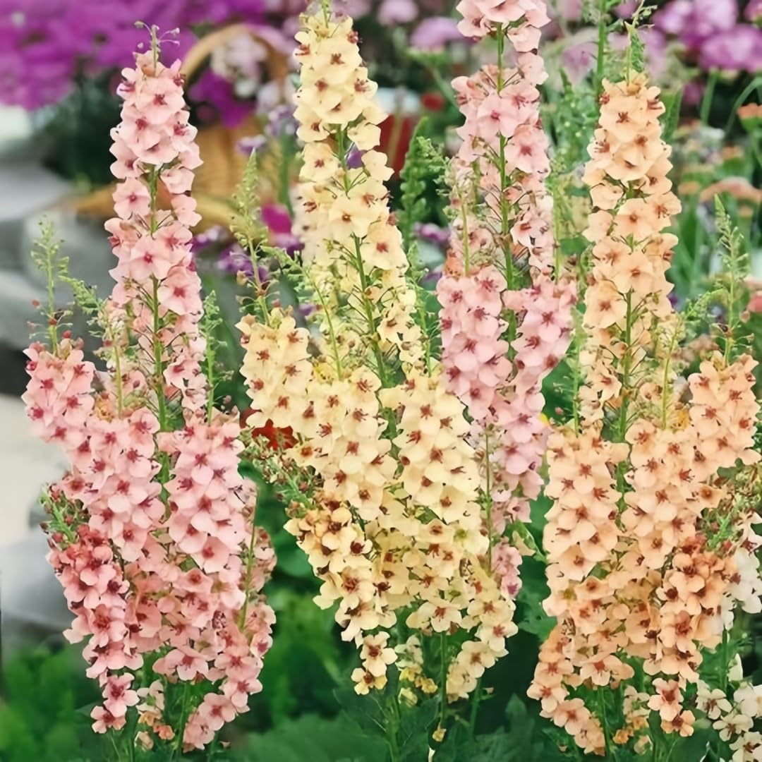 BuggyBeds Verbascum bloom-display-garden drought-tolerant color in beds.