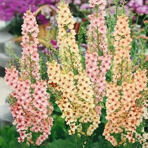 BuggyBeds Verbascum bloom-display-garden drought-tolerant color in beds.