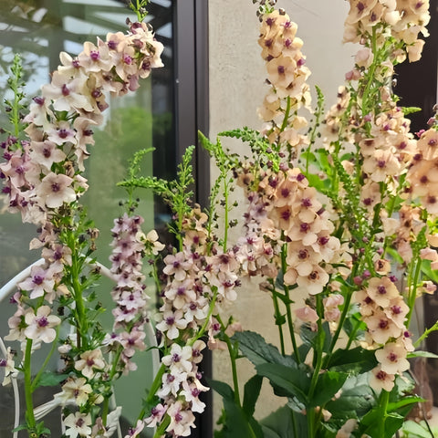 BuggyBeds Verbascum flower-spikes-visual tall blooms add vertical interest.