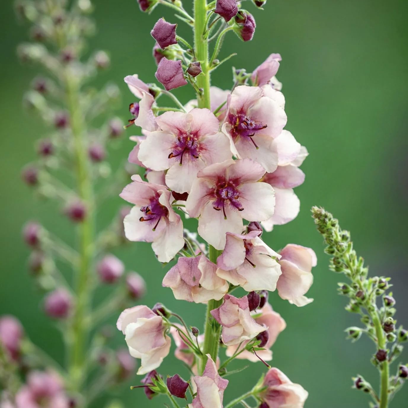 BuggyBeds Verbascum seed-packet-on-table easy planting for borders.
