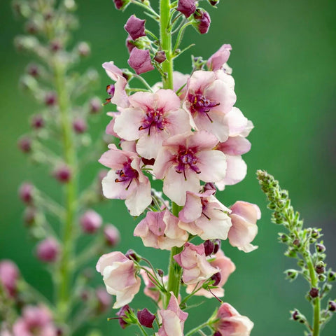 BuggyBeds Verbascum seed-packet-on-table easy planting for borders.