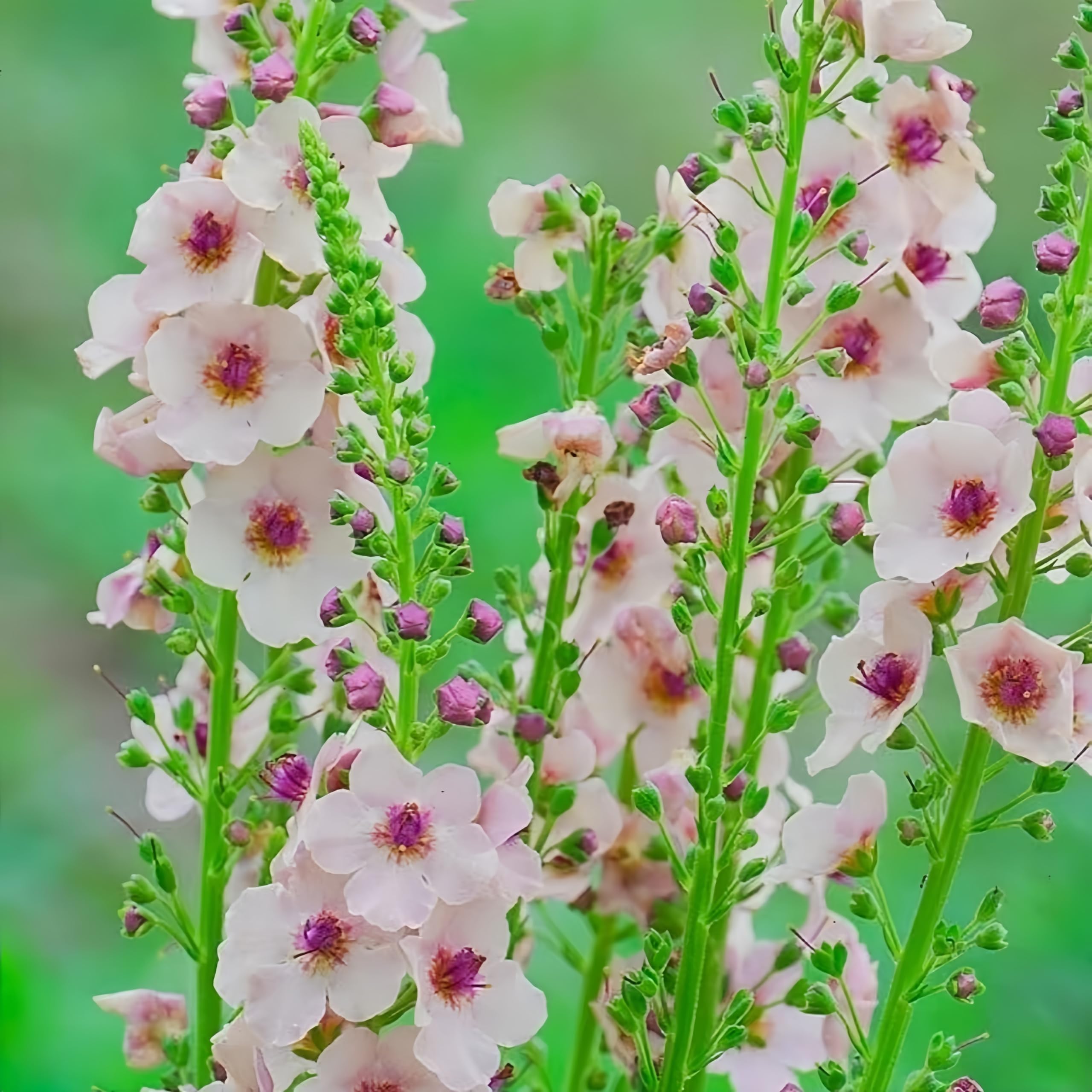 BuggyBeds Verbascum seed-sowing-quick-start beginner-friendly border setup.