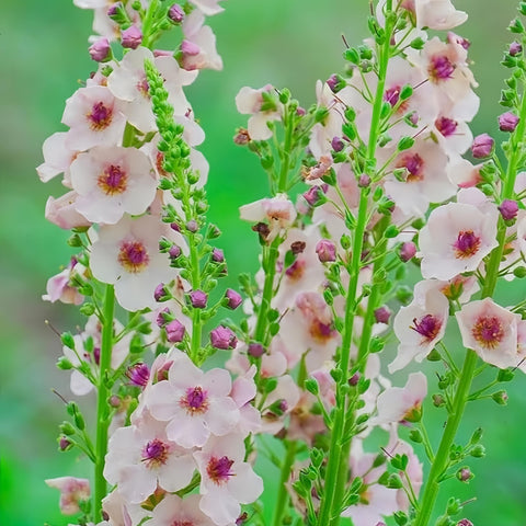 BuggyBeds Verbascum seed-sowing-quick-start beginner-friendly border setup.