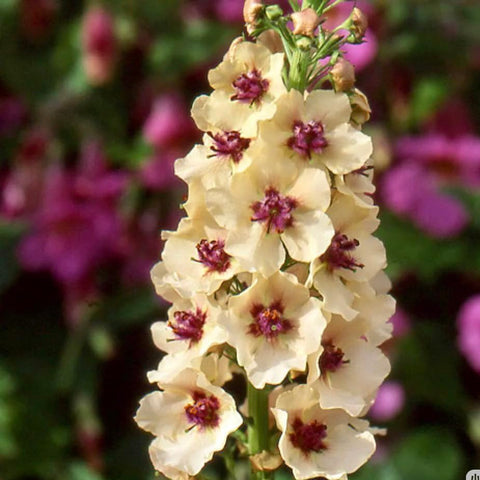 BuggyBeds Verbascum seeds 300pcs ready for quick germination.
