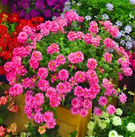 BuggyBeds Verbena colorful blooms brighten balconies and patios.