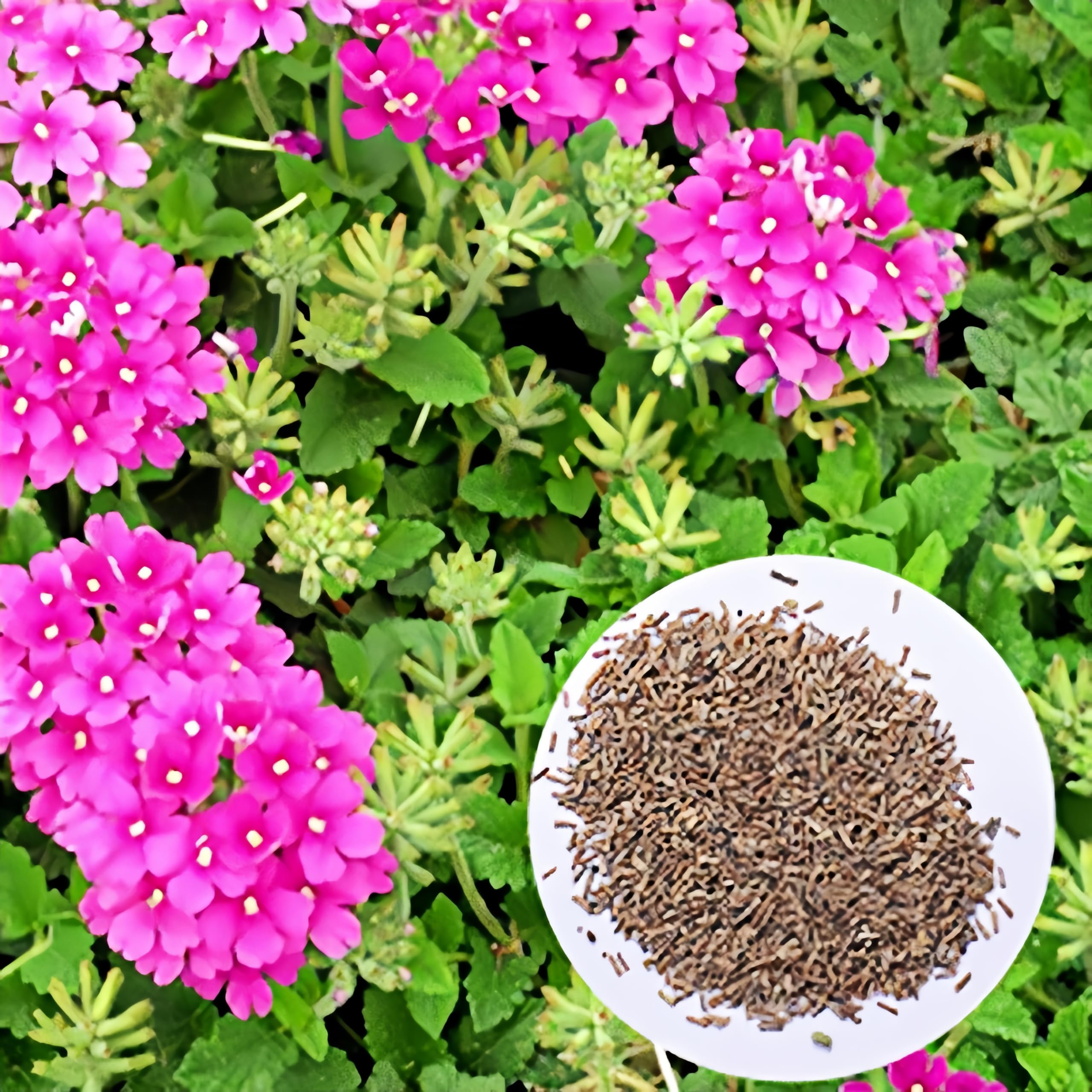 BuggyBeds Verbena compact growth for small-space container gardens.