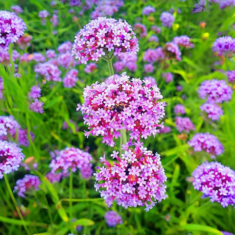 BuggyBeds Verbena drought-resistant plants ideal for water-wise landscapes.