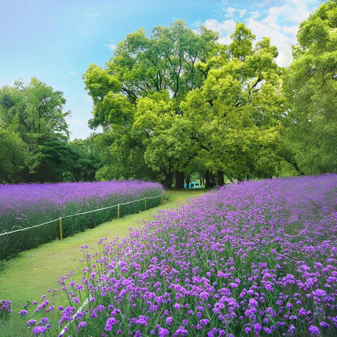 BuggyBeds Verbena blooms in beds, borders, containers to attract pollinators.