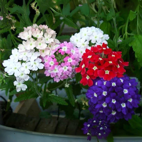 BuggyBeds Verbena seeds easy-grow setup promoting quick bed coverage.
