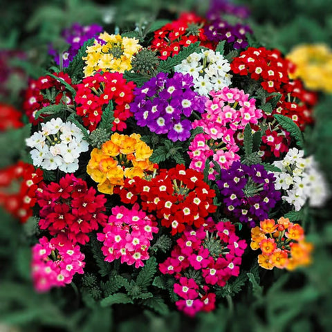 BuggyBeds Verbena seeds mixed 5000 blooms for vibrant garden color.