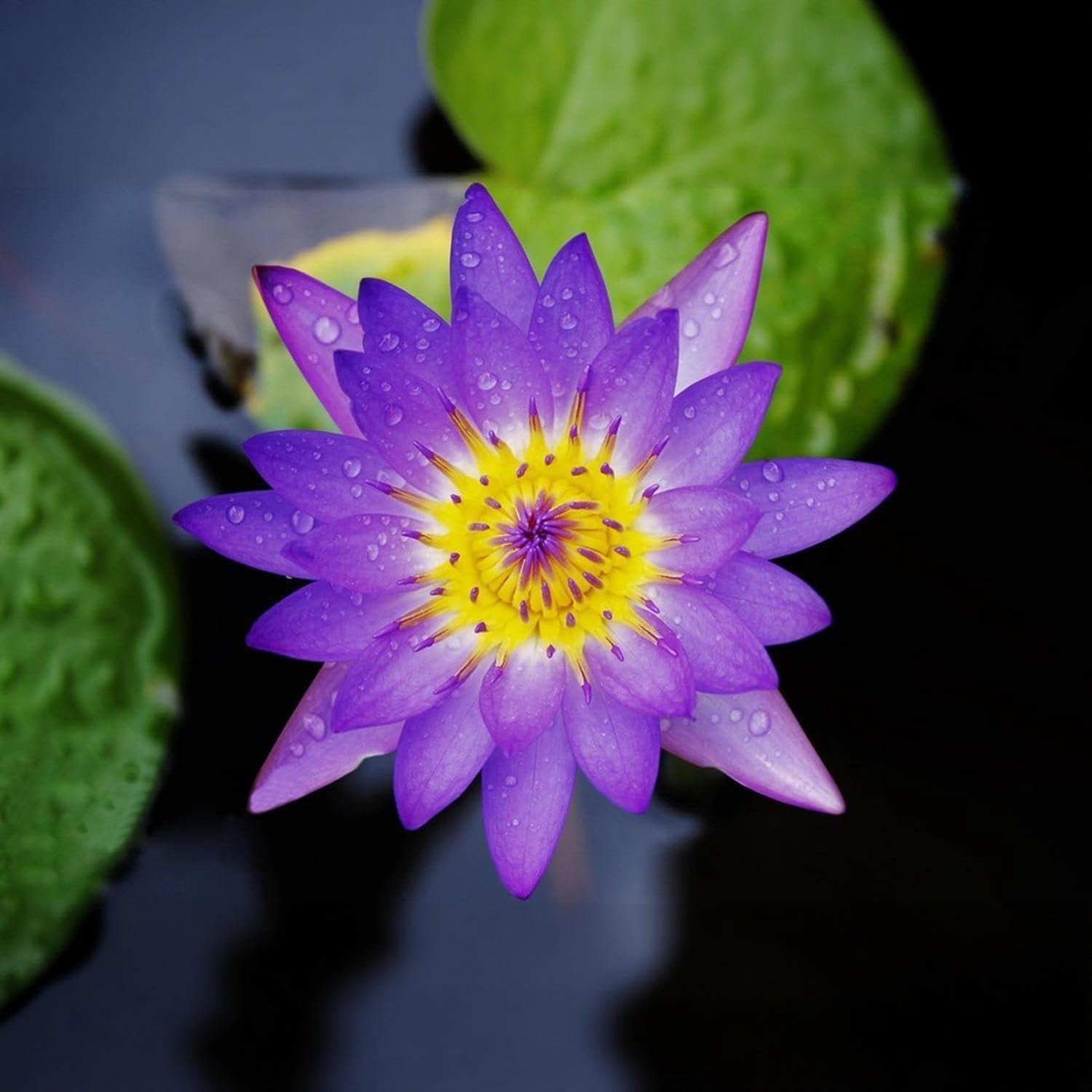 BuggyBeds versatile planting options for compact bonsai ponds and larger gardens.