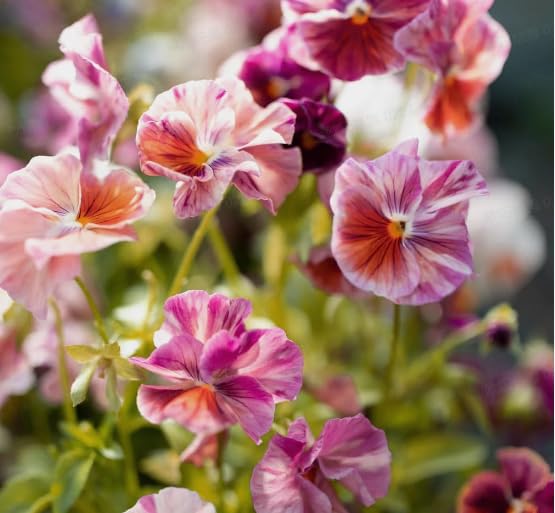 Container garden idea featuring BuggyBeds Viola Pansy Chianti for color.