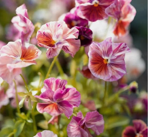 Container garden idea featuring BuggyBeds Viola Pansy Chianti for color.