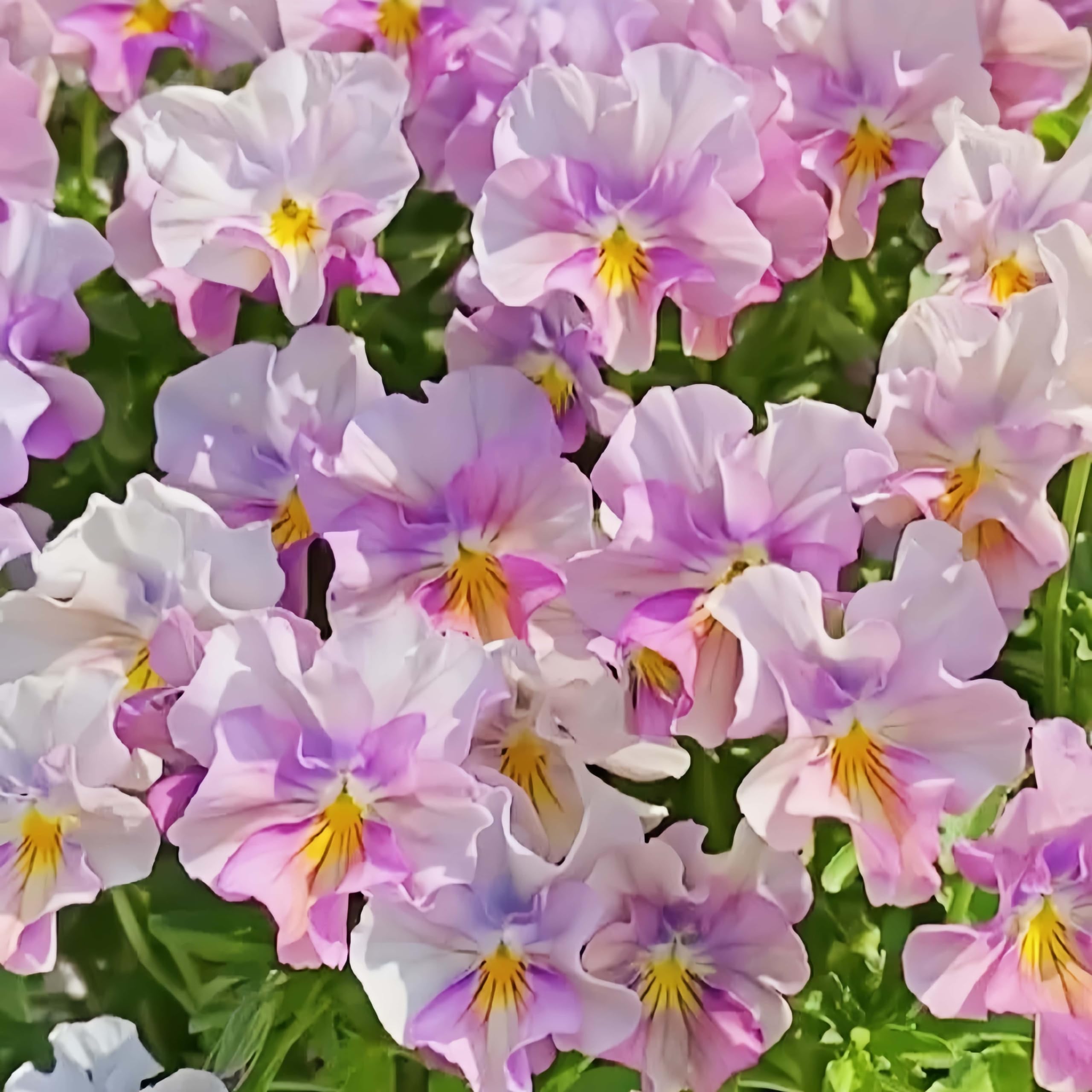 Close-up of BuggyBeds Chianti pansy blooms with deep burgundy petals.