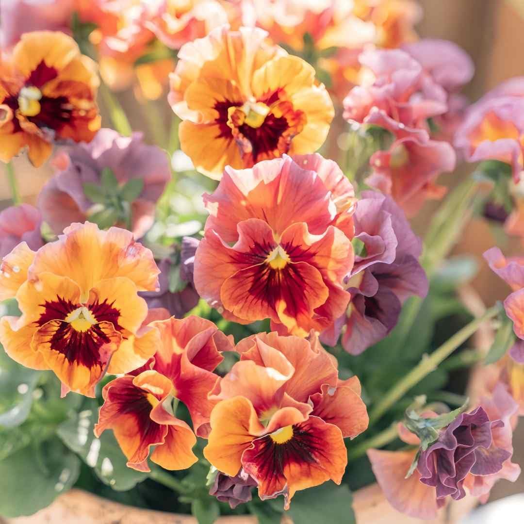 BuggyBeds Viola Pansy Chianti seeds pack ready for sunny pots.