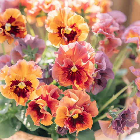 BuggyBeds Viola Pansy Chianti seeds pack ready for sunny pots.