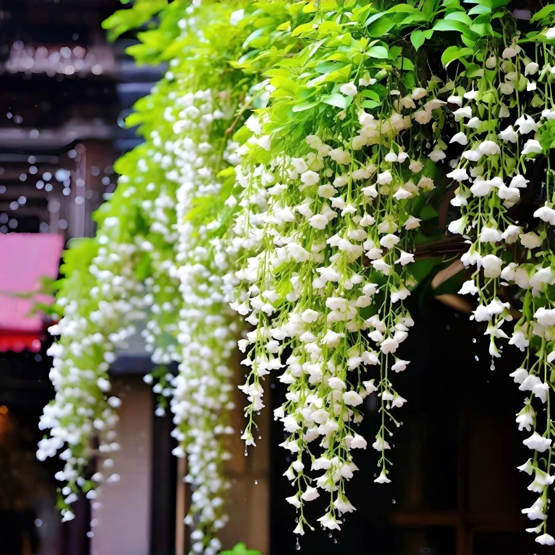 BuggyBeds Weeping Jasmine seeds 300pcs pack dense cascading blooms for lush garden displays.