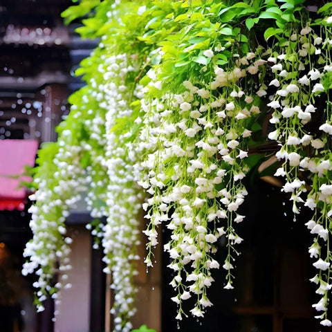BuggyBeds Weeping Jasmine seeds 300pcs pack dense cascading blooms for lush garden displays.