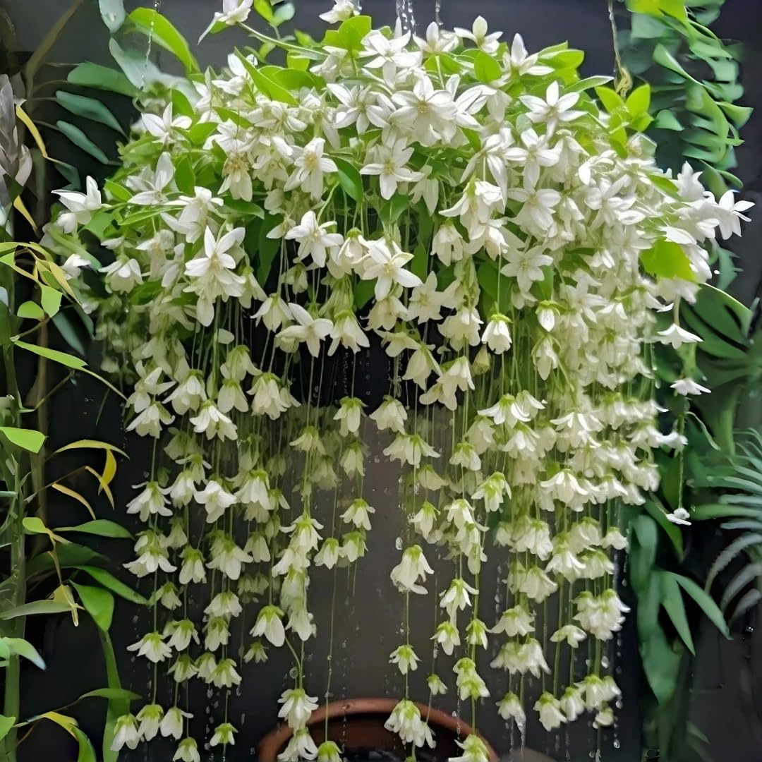 BuggyBeds Weeping Jasmine seeds closeup white blossoms highlighting fragrance and delicate petal detail.