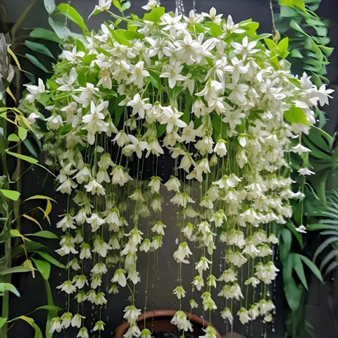 BuggyBeds Weeping Jasmine seeds closeup white blossoms highlighting fragrance and delicate petal detail.