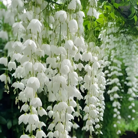 BuggyBeds Weeping Jasmine seeds trailing graceful vines ideal for balcony overflow and arbors.