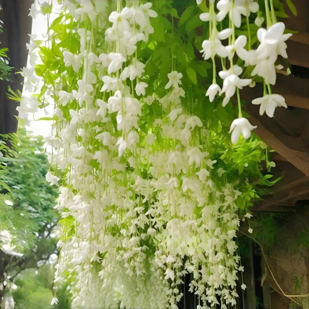 BuggyBeds Weeping Jasmine vine climbing vertical garden accent for pergolas and trellises.