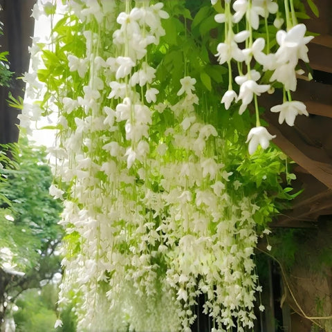 BuggyBeds Weeping Jasmine vine climbing vertical garden accent for pergolas and trellises.