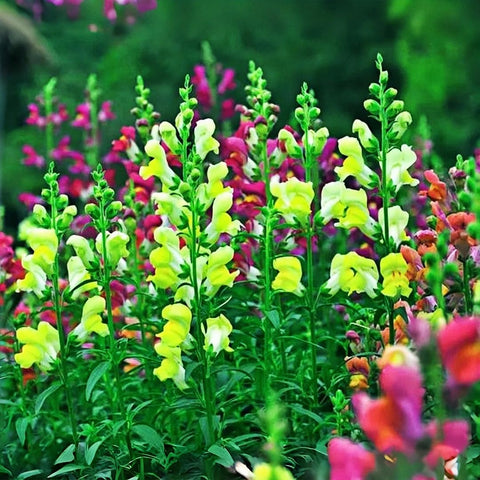 BuggyBeds dwarf snapdragon ideal for hanging baskets with compact, space-saving blooms.