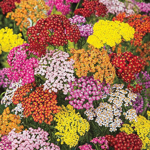 BuggyBeds yarrow seeds 1500-perennial pack for lush garden borders.