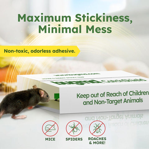 BugMD CatchShield glue trap roaches closeup showing strong adhesive action
