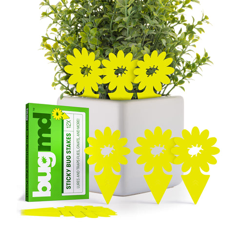 BugMD Sticky Bug Traps pack of 12; odorless, durable adhesive for indoors and outdoors.