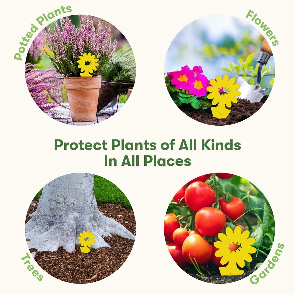 BugMD Sticky Traps placed near fruit bowls deter fruit flies.