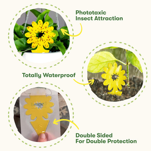 BugMD Sticky Traps display bright yellow floral design for plant protection.