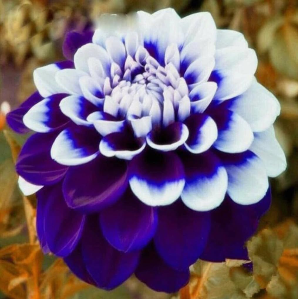 Bulborium 100pcs rare purple dahlia seeds for borders and vibrant cut flowers.