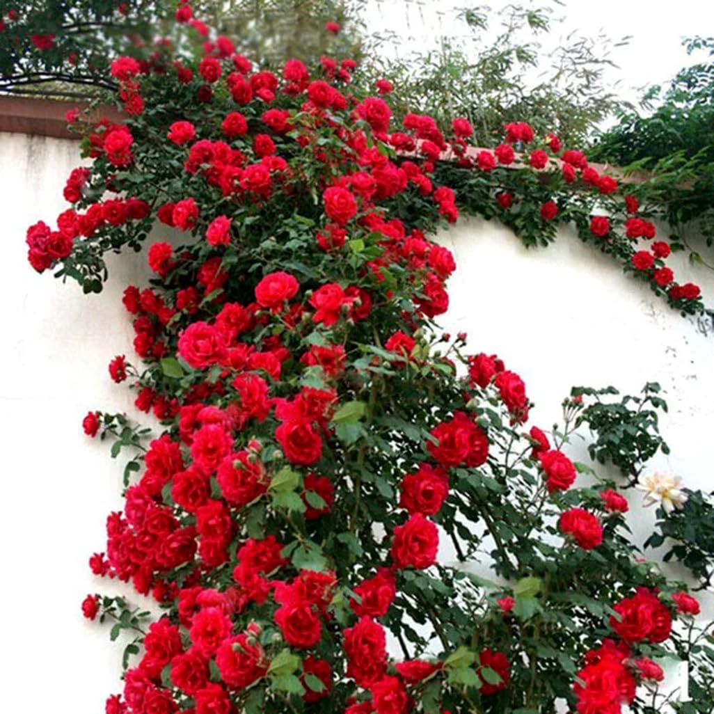 BULBORIUM 100PCS Red Climbing Rose Seeds ready to grow fragrant blooms.