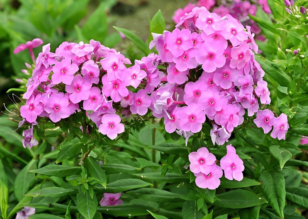 Bulborium 200pcs pink tall phlox seeds for vibrant borders and pollinator-friendly gardens.
