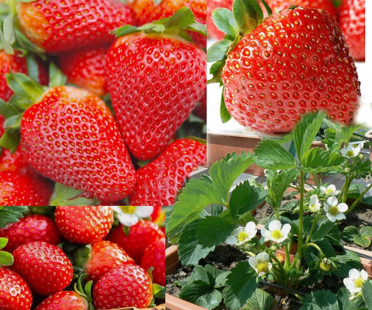 Bulborium 300pcs giant strawberry seeds pack for home gardens.
