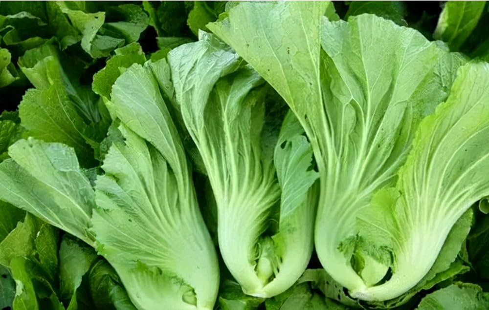 Bulborium 500 Asian mustard greens harvest ready stalks and leaves.