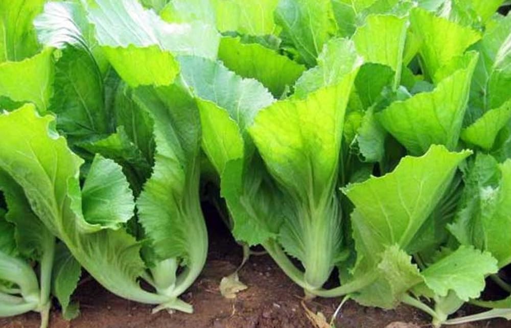 Bulborium 500 Asian mustard greens stalks ready for quick stir-fry.