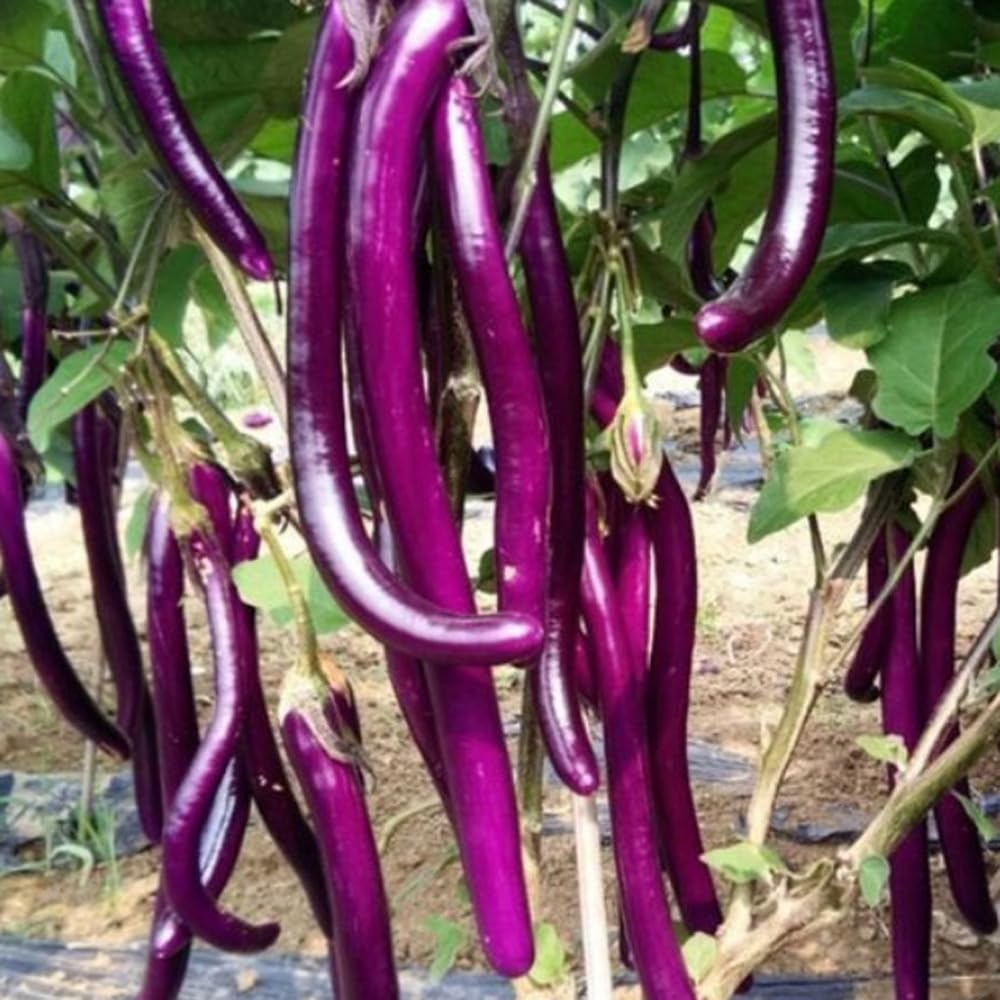 Bulborium 50pcs Chinese eggplant seeds with long purple fruits for rich harvest.