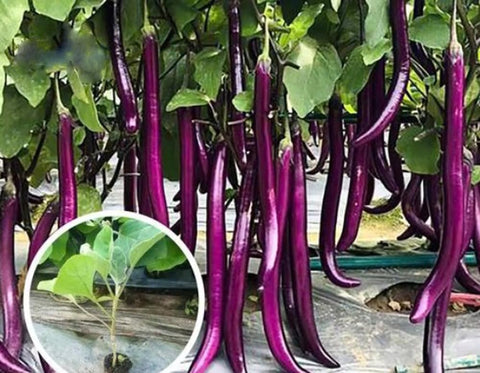 Bulborium 50pcs Chinese eggplant seeds adaptable to zones 2-10 for varied climates.