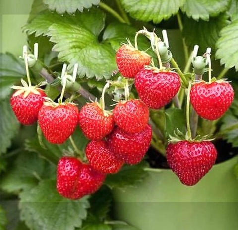 BULBORIUM Alpine Strawberry seeds germination guide for successful sprouting in cool temperatures.