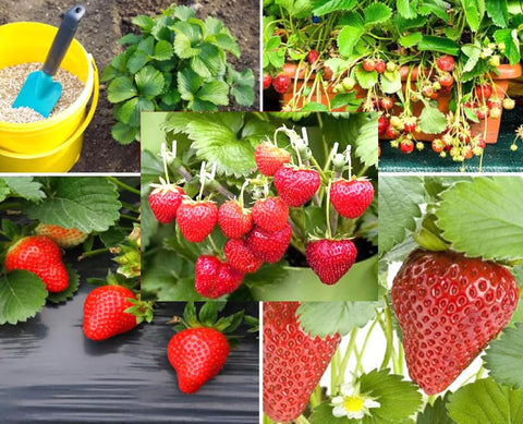 BULBORIUM Alpine Strawberry seeds pack for hardy spring growth and ground cover.